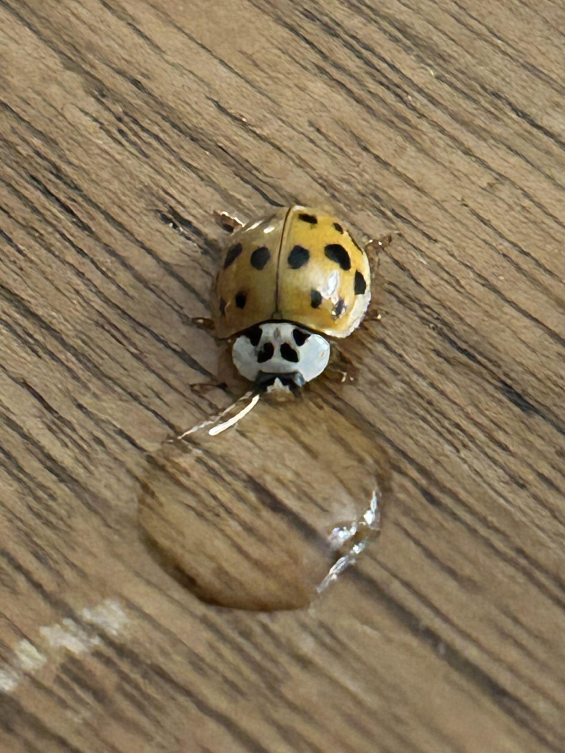 【ほっこり】家にいたテントウムシに水滴あげたら起きた奇跡