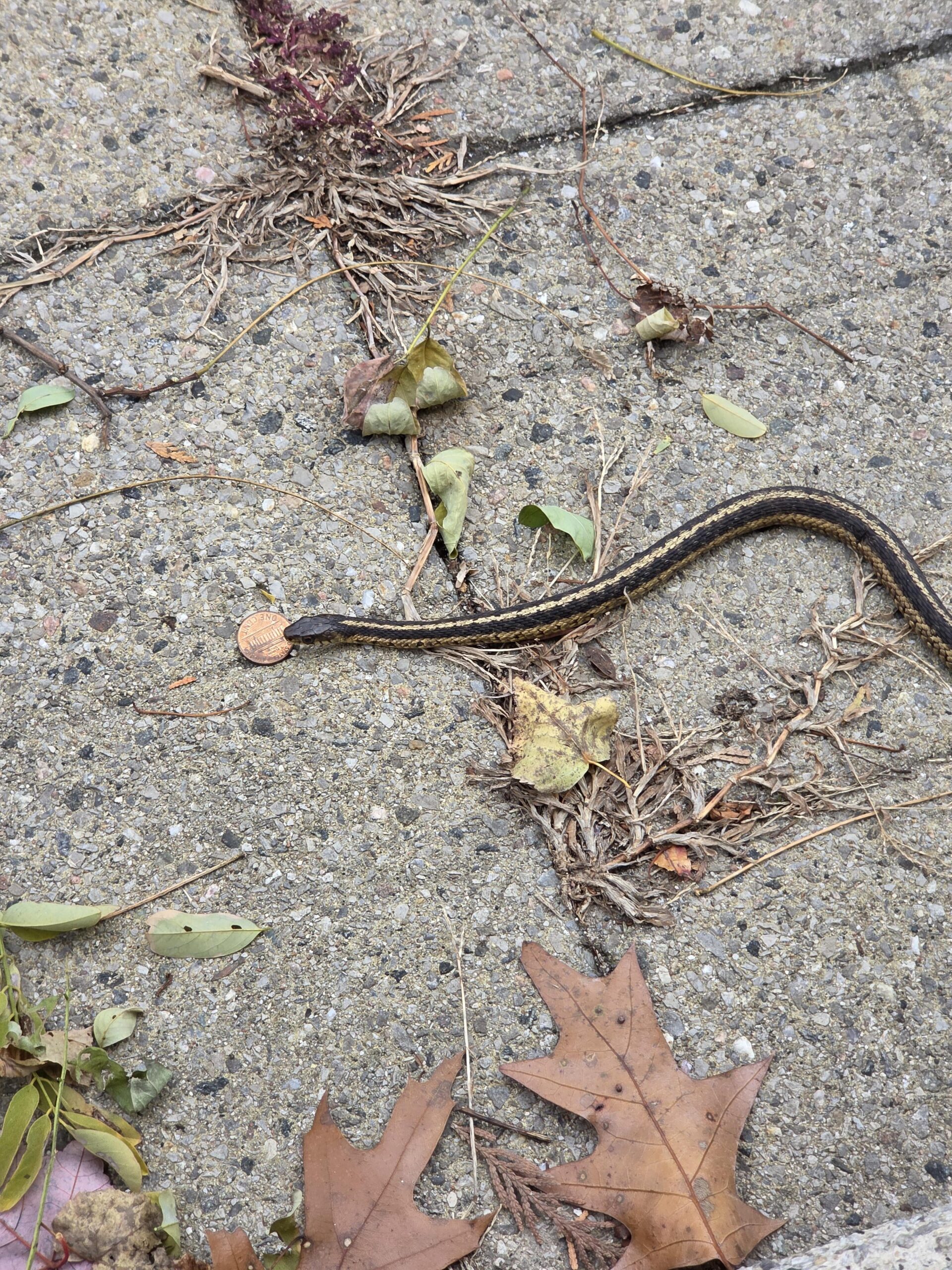 玄関前にいたヘビ、なぜか1セント硬貨を所持していた件